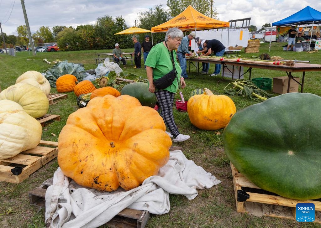 A woman walks through giant pumpkins during a giant pumpkin contest at the Woodbridge Fall Fair in Woodbridge, Ontario, Canada, on Oct. 11, 2025. The annual contest was held here on Saturday. (Photo: Xinhua)