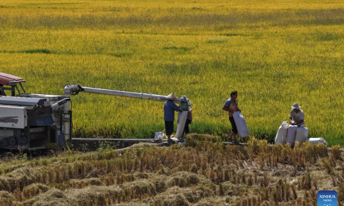 An aerial drone photo taken on Oct. 15, 2025 shows villagers harvesting rice in a field in Heshun Town of Tengchong City, southwest China's Yunnan Province. (Photo by Gong Zujin/Xinhua)