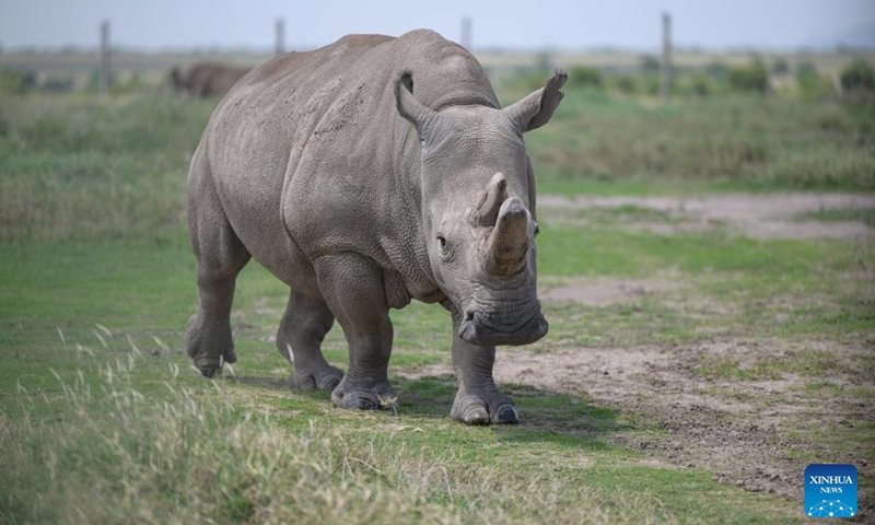 World's last two living northern white rhinos housed in Laikipia