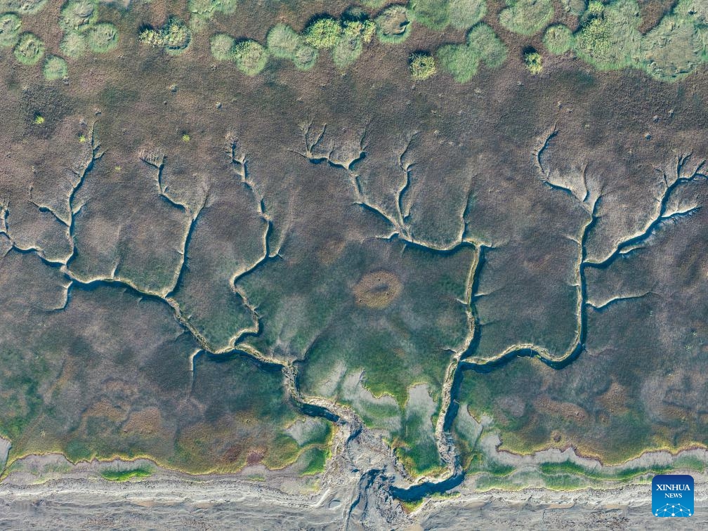 An aerial drone photo taken on Oct. 11, 2025 shows a view of the tidal flat after the tidal bore of Qiantang River receded, in Haining City, east China's Zhejiang Province. The Qiantang River tidal bore, famous for its height and speed, is a traditional tourist attraction in Zhejiang Province. Every year, soaring waves crash along the banks of the river, near the city of Haining. After the ebb of the tide, different tree-shaped patterns appear on the tidal flat. (Photo: Xinhua)