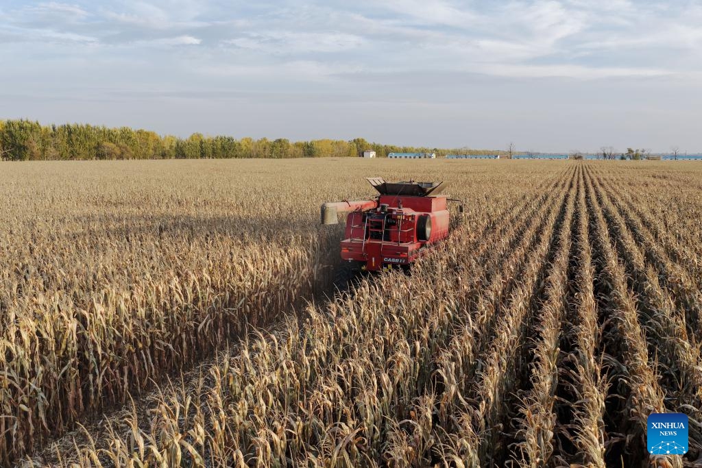 This photo taken on Oct. 11, 2025 shows a harvester working in a field of Sifangshan Farm Co., Ltd. of Beidahuang Group in Zhaodong City, northeast China's Heilongjiang Province. China's grain barn Heilongjiang has entered the autumn harvest season. As of Oct. 10, Beidahuang Group has harvested 39.6903 million mu (2.65 million hectares), accounting for 84.86 percent of its total. (Photo: Xinhua)