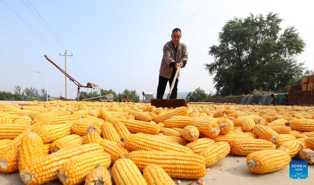 A villager airs corn at a yard in Xiulin Town of Jingxing County, Shijiazhuang of north China's Hebei Province, Oct. 15, 2025. (Photo by Liang Zidong/Xinhua)