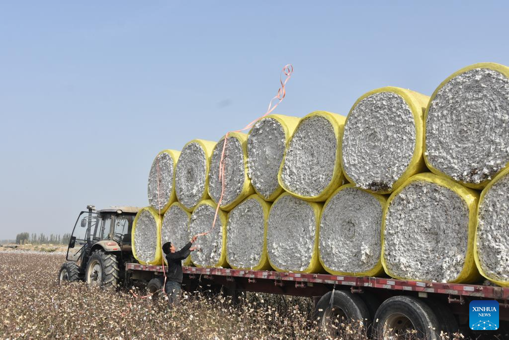 A villager loads bundles of newly harvested cotton in a field in Xayar County of Aksu, northwest China's Xinjiang Uygur Autonomous Region, Oct. 21, 2025. The harvest season of cotton has started in Xayar County. (Xinhua/Gu Yu)