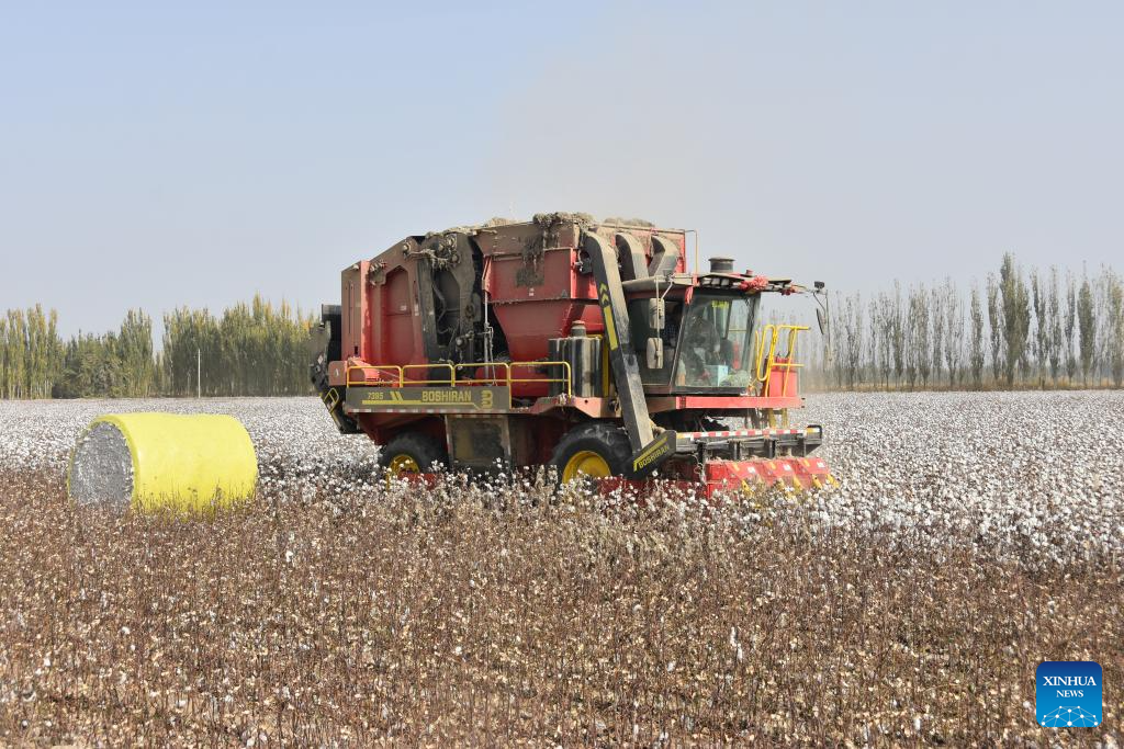 A cotton picker operates in a field in Xayar County of Aksu, northwest China's Xinjiang Uygur Autonomous Region, Oct. 21, 2025. The harvest season of cotton has started in Xayar County. (Xinhua/Jia Zhao)