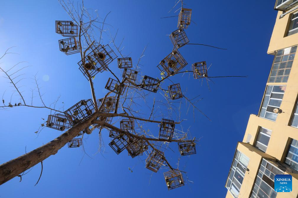 Bird-catching cages discovered by volunteers are pictured in Hulan District, Harbin City, northeast China's Heilongjiang Province, Oct. 25, 2020. Composed of more than 60 members, a Harbin wildlife conservation volunteer team has long been dedicated to ecological protection in the Songhua River basin.
Over the past seven years, the team has patrolled approximately 30,000 kilometers and reported nearly 100 clues on illegal poaching to relevant authorities. (Photo by Zhang Shu/Xinhua)