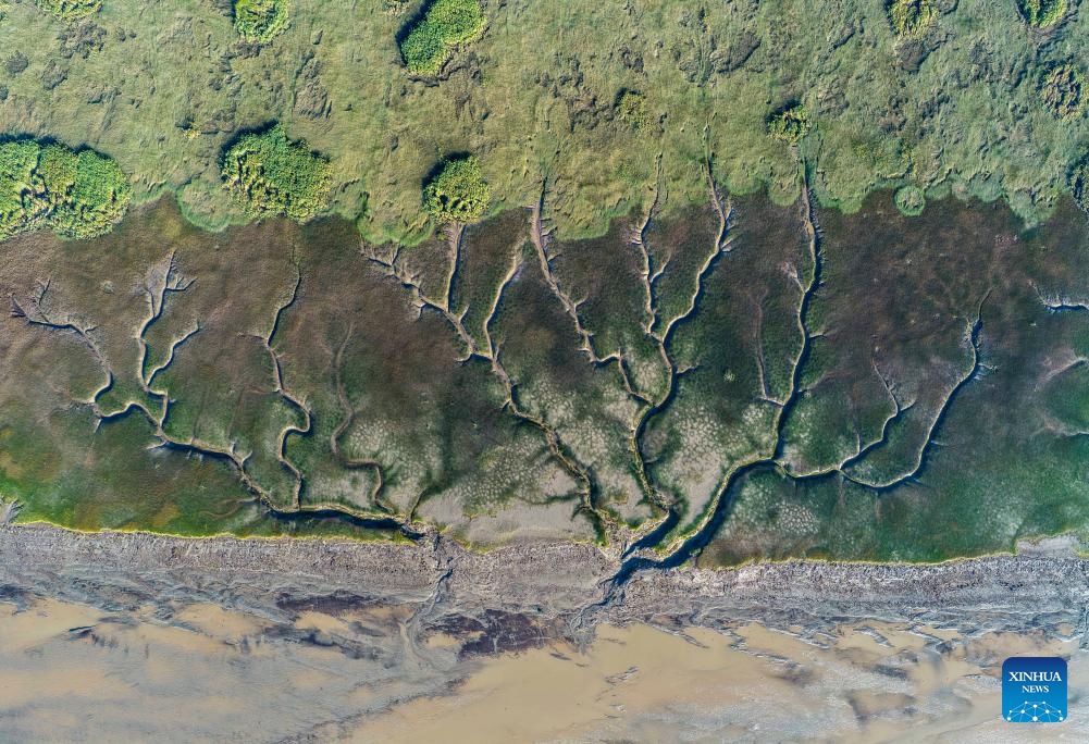 An aerial drone photo taken on Oct. 11, 2025 shows a view of the tidal flat after the tidal bore of Qiantang River receded, in Haining City, east China's Zhejiang Province. The Qiantang River tidal bore, famous for its height and speed, is a traditional tourist attraction in Zhejiang Province. Every year, soaring waves crash along the banks of the river, near the city of Haining. After the ebb of the tide, different tree-shaped patterns appear on the tidal flat. (Photo: Xinhua)