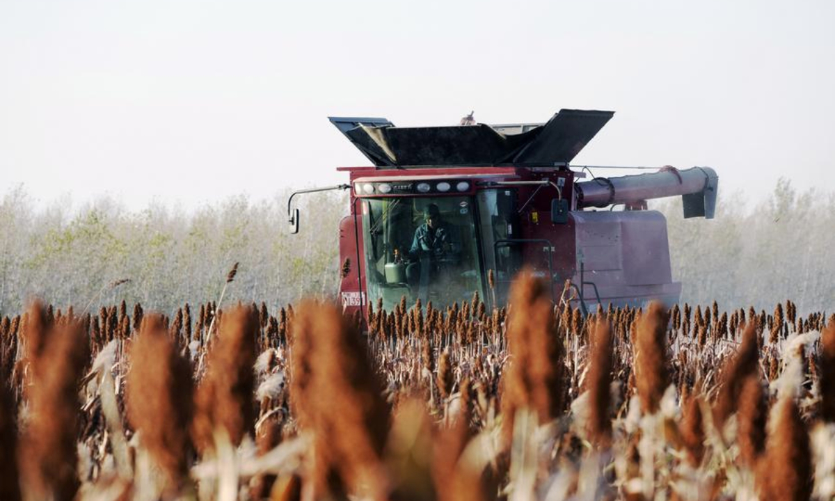 A harvester works in a field of Sifangshan Farm Co., Ltd. of Beidahuang Group in Zhaodong City, northeast China's Heilongjiang Province, Oct. 11, 2025. (Xinhua/Wang Song)