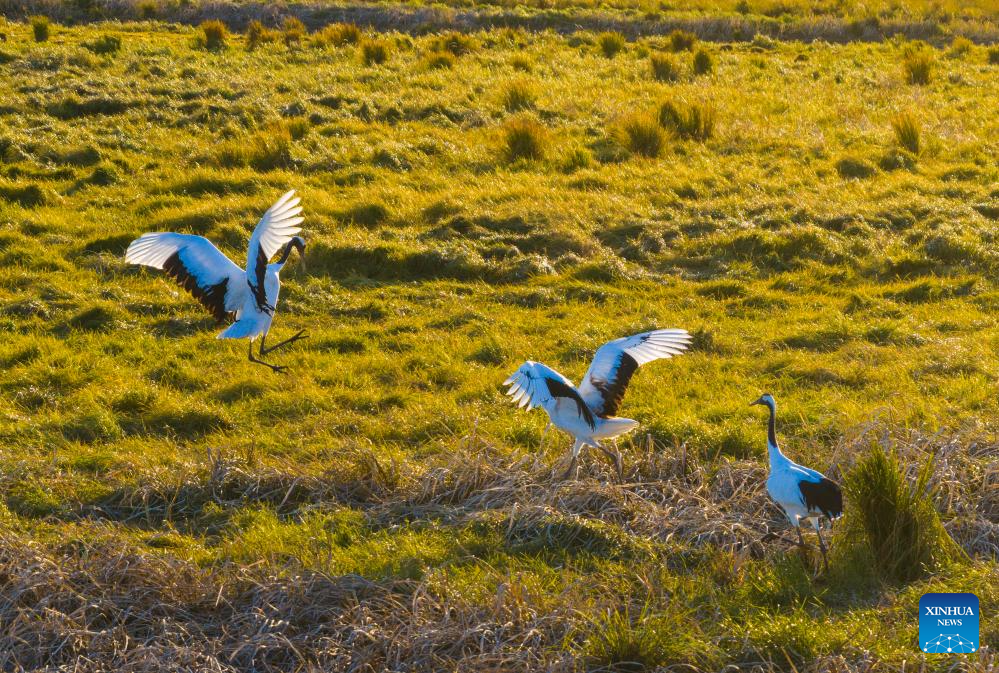 An aerial drone photo taken on Oct. 9, 2025 shows red-crowned cranes at a wetland of Naoli River national natural reserve in northeast China's Heilongjiang Province. Migratory birds are about to fly south in the migratory season in Heilongjiang Province. (Photo by Han Yang/Xinhua)