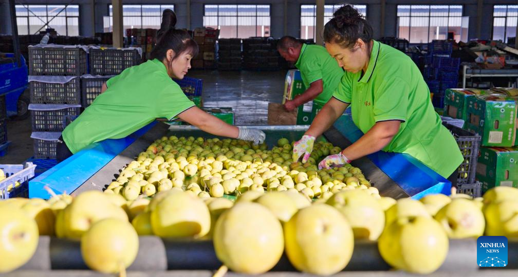 Staff members sort Nanguo pears at a workshop in Haicheng City of Anshan, northeast China's Liaoning Province, Sept. 21, 2025. Recently, the Nanguo pear processing enterprises in Haicheng City have entered their peak production season, turning the pears into high value-added products such as pear wine and pear paste.

In recent years, Haicheng has focused on developing the deep processing industry of Nanguo pears, making it a pillar industry driving rural revitalization. (Xinhua/Wu Qinghao)