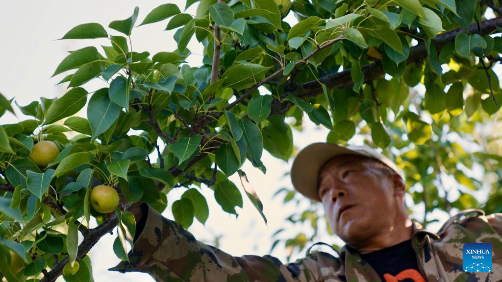 A staff member picks Nanguo pear in Haicheng City of Anshan, northeast China's Liaoning Province, Sept. 21, 2025. Recently, the Nanguo pear processing enterprises in Haicheng City have entered their peak production season, turning the pears into high value-added products such as pear wine and pear paste.

In recent years, Haicheng has focused on developing the deep processing industry of Nanguo pears, making it a pillar industry driving rural revitalization. (Xinhua/Wu Qinghao)
