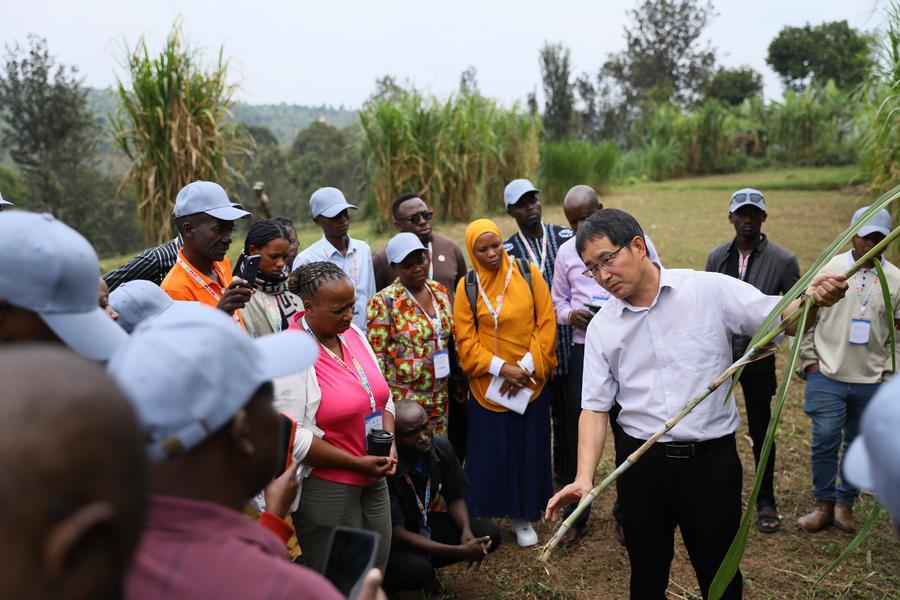 Chinese Juncao expert Lin Hui explains to trainees at the China-Rwanda Agriculture Technology Demonstration Center in Huye District, Rwanda, on July 17, 2025. (Photo: Xinhua)