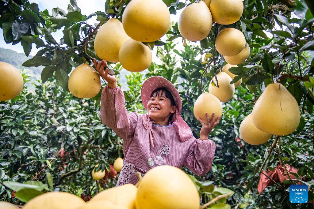 A villager harvests pomelos in Xichou County of Wenshan Zhuang and Miao Autonomous Prefecture, southwest China's Yunnan Province, Oct. 15, 2025. (Photo by Xiong Pingxiang/Xinhua)