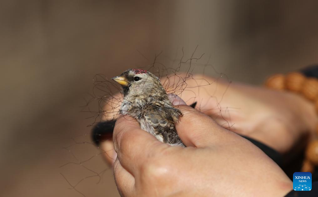 A volunteer removes bird nets entangled on a bird in Harbin City, northeast China's Heilongjiang Province, Nov. 2, 2019. Composed of more than 60 members, a Harbin wildlife conservation volunteer team has long been dedicated to ecological protection in the Songhua River basin.
Over the past seven years, the team has patrolled approximately 30,000 kilometers and reported nearly 100 clues on illegal poaching to relevant authorities. (Photo by Zhang Shu/Xinhua)
