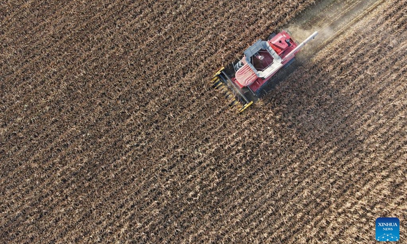 An aerial drone photo taken on Oct. 11, 2025 shows a harvester working in a field of Sifangshan Farm Co., Ltd. of Beidahuang Group in Zhaodong City, northeast China's Heilongjiang Province. China's grain barn Heilongjiang has entered the autumn harvest season. As of Oct. 10, Beidahuang Group has harvested 39.6903 million mu (2.65 million hectares), accounting for 84.86 percent of its total. (Photo: Xinhua)