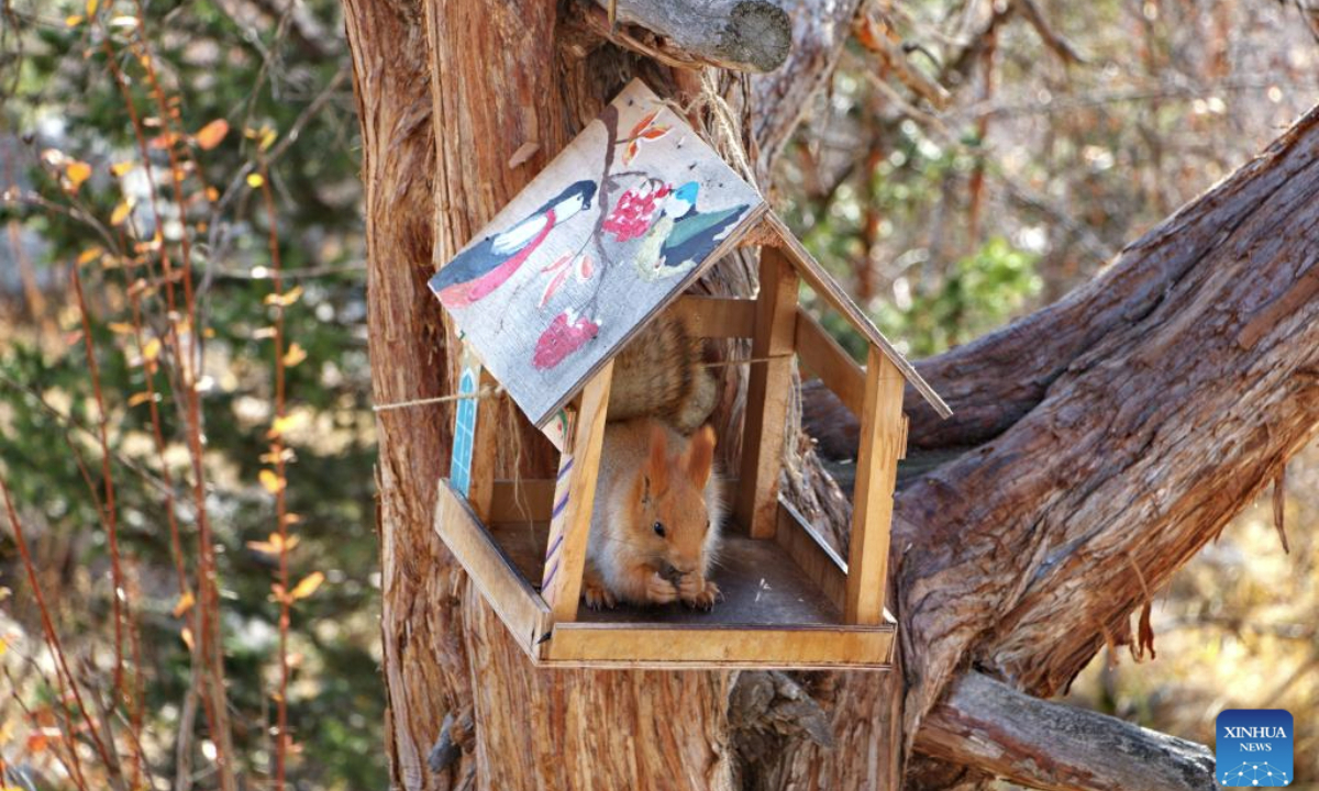 This photo taken on Oct. 19, 2025 shows a squirrel in the Ala-Archa National Park, some 30 kilometers away from Bishkek, Kyrgyzstan. (Photo by Liu Xiaowan/Xinhua)