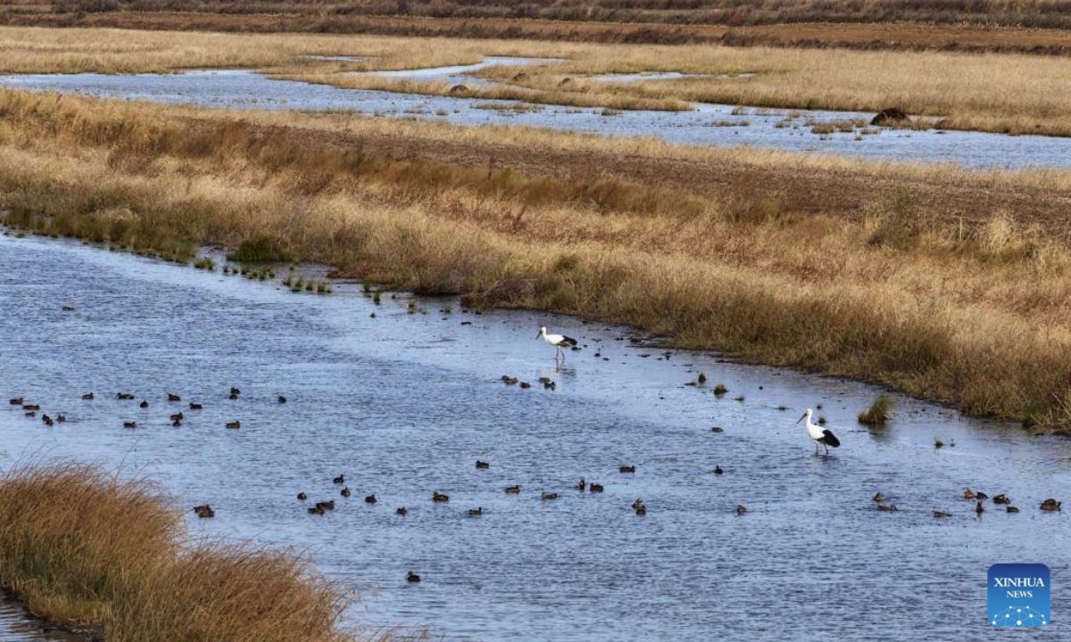 An aerial drone photo taken on Oct. 14, 2025 shows oriental white storks and wild ducks in Sanjiangkou national wetland park in Tongjiang City, northeast China's Heilongjiang Province. Migratory birds are about to fly south in the migratory season in Heilongjiang Province. (Photo by Liu Wanping/Xinhua)