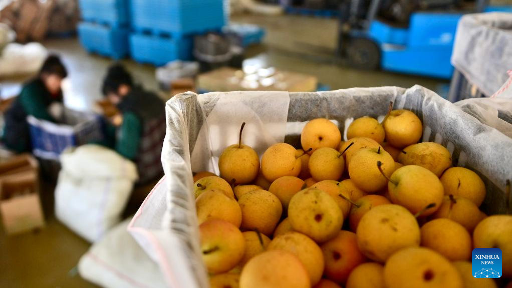 Staff members sort Nanguo pears at a Nanguo pear wine factory in Haicheng City of Anshan, northeast China's Liaoning Province, Oct. 21, 2025. Recently, the Nanguo pear processing enterprises in Haicheng City have entered their peak production season, turning the pears into high value-added products such as pear wine and pear paste.

In recent years, Haicheng has focused on developing the deep processing industry of Nanguo pears, making it a pillar industry driving rural revitalization. (Xinhua/Wu Qinghao)