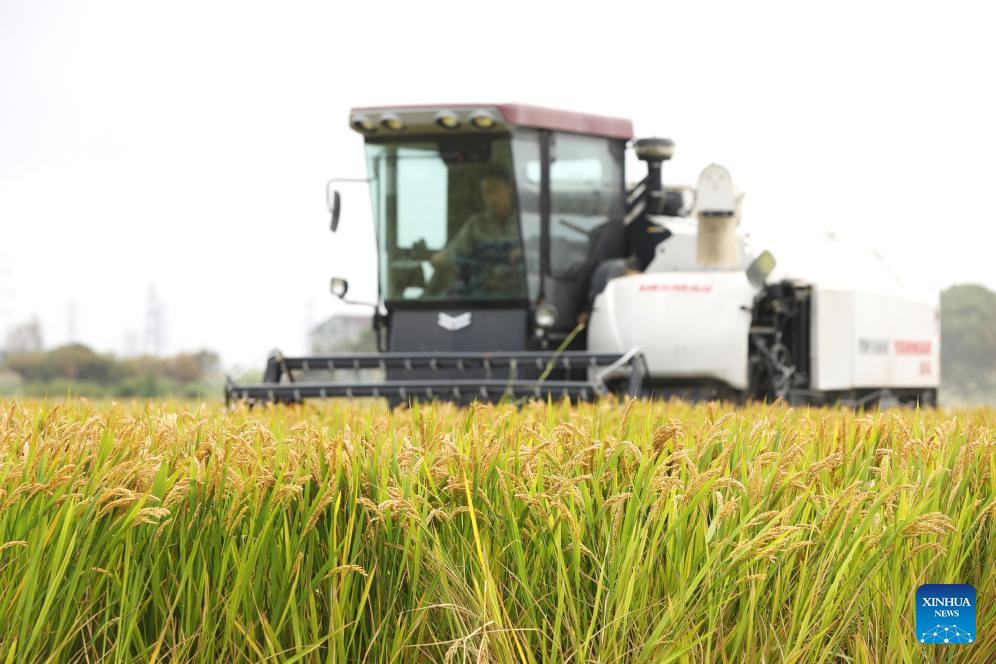 A farmer harvests paddy in Xinghuo Village of Fengqiao Town in Nanhu District of Jiaxing City, east China's Zhejiang Province, Oct. 22, 2025. (Photo by Jin Peng/Xinhua)