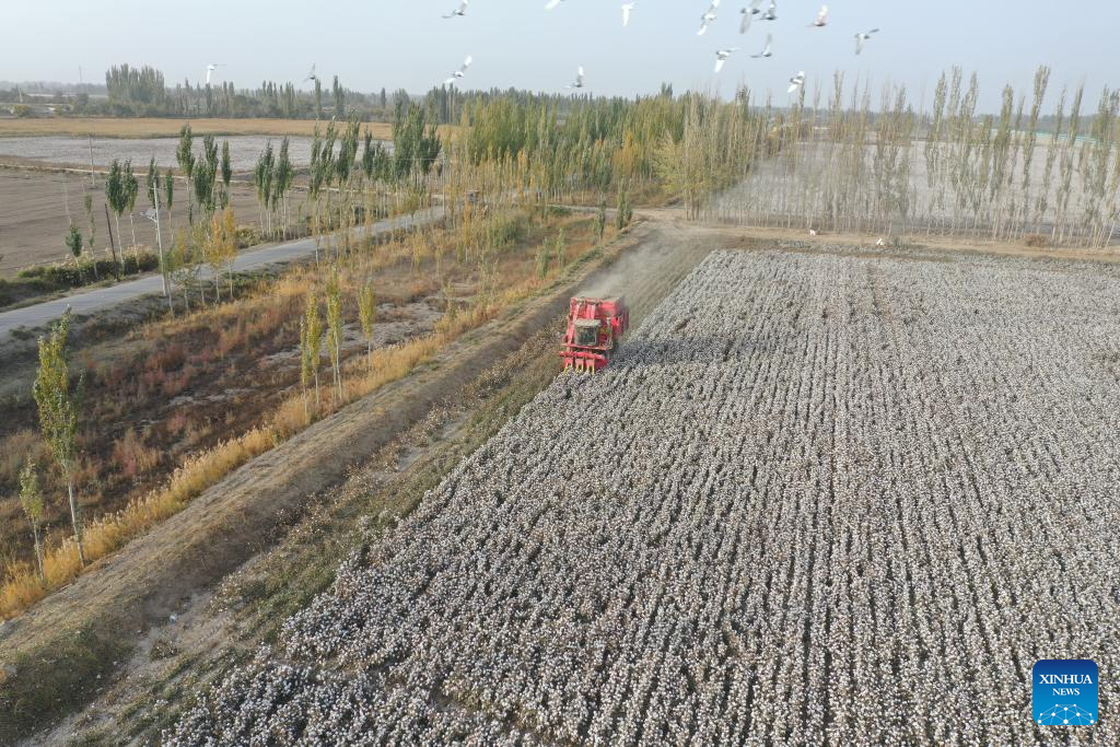 An aerial drone photo shows a cotton picker operating in a field in Xayar County of Aksu, northwest China's Xinjiang Uygur Autonomous Region, Oct. 21, 2025. The harvest season of cotton has started in Xayar County. (Xinhua/Su Chuanyi)