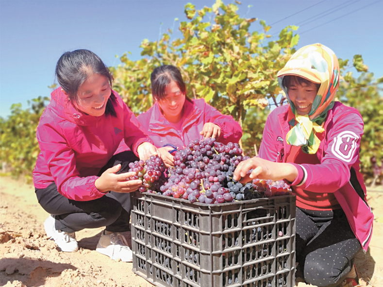 Three women pick grapes at a grape planting base in Hongsibu, Wuzhong, Northwest China's Ningxia Hui Autonomous Region. Photo: cnsphoto
