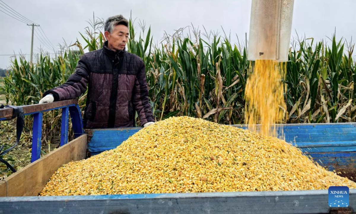 Harvested corn is loaded into a vehicle in Caoxian County, east China's Shandong Province, Oct. 9, 2025. (Xinhua/Ye Jing)