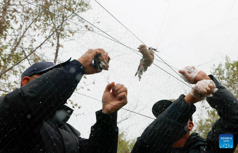 Volunteers rescue a bird trapped in illegal bird-capturing nets in Harbin, northeast China's Heilongjiang Province, Oct. 19, 2025. Composed of more than 60 members, a Harbin wildlife conservation volunteer team has long been dedicated to ecological protection in the Songhua River basin.
Over the past seven years, the team has patrolled approximately 30,000 kilometers and reported nearly 100 clues on illegal poaching to relevant authorities. (Photo by Zhang Shu/Xinhua)
