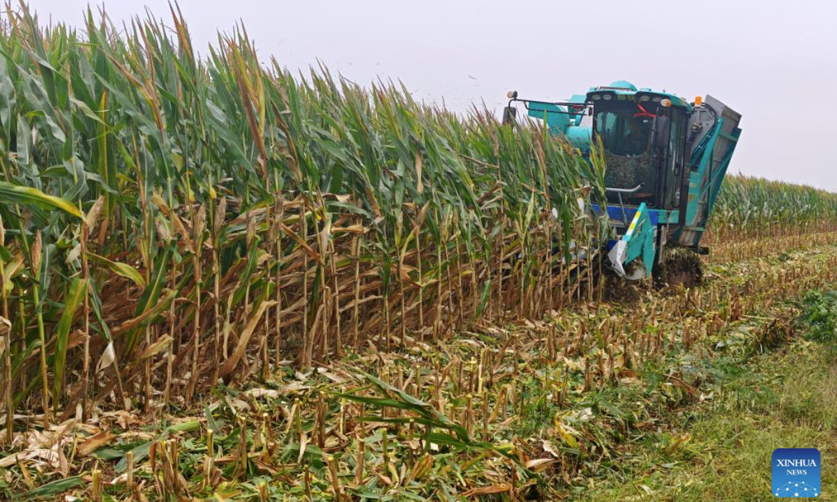 A harvester works in a cornfield in Yuncheng County, east China's Shandong Province, Oct. 10, 2025. (Xinhua/Gao Tian)