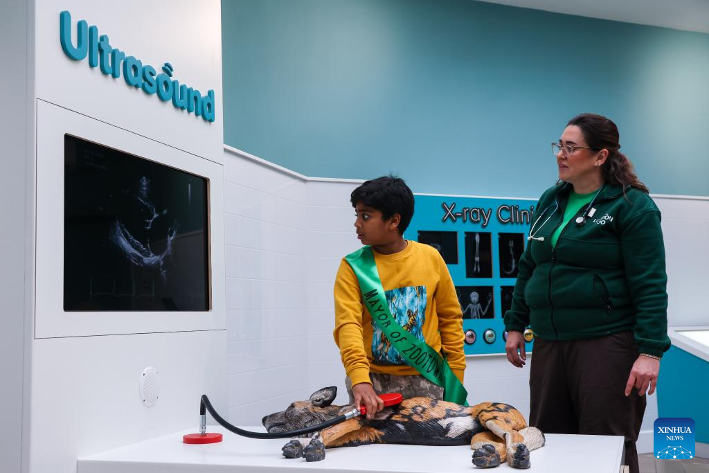 Aneeshwar Kunchala, 10-year-old conservationist and Mayor of ZooTown, simulates an ultrasound scan on a model African wild dog at ZooTown at London Zoo in London, Oct. 15, 2025.
Opening to the public on Oct. 18, the ZooTown features multiple themed role-play stations where children can try their hands at working for wildlife, including preparing meals for animals in the Keeper Kitchen, fighting germs in the science lab or tracking wild animals in the field conservation station. (Xinhua)