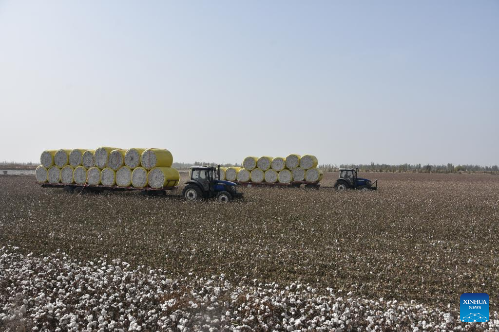 Bundles of harvested cotton are transported to factory in a field in Xayar County of Aksu, northwest China's Xinjiang Uygur Autonomous Region, Oct. 21, 2025. The harvest season of cotton has started in Xayar County. (Xinhua/He Xiaotong)