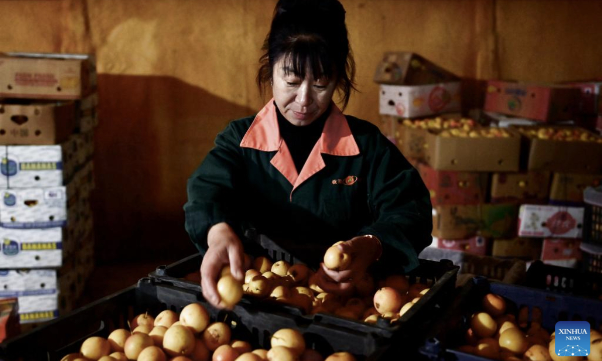 A staff member sorts Nanguo pears at a Nanguo pear wine factory in Haicheng City of Anshan, northeast China's Liaoning Province, Oct. 21, 2025. Recently, the Nanguo pear processing enterprises in Haicheng City have entered their peak production season, turning the pears into high value-added products such as pear wine and pear paste.

In recent years, Haicheng has focused on developing the deep processing industry of Nanguo pears, making it a pillar industry driving rural revitalization. (Xinhua/Wu Qinghao)