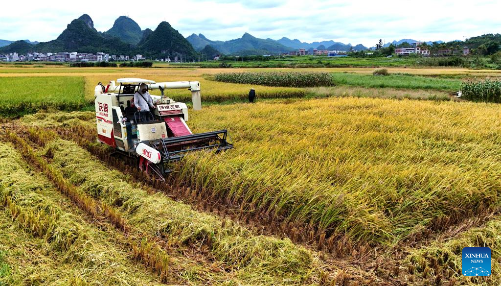 A drone photo taken on Oct. 22, 2025 shows a farmer harvesting paddy in Xincheng County of Laibin City, south China's Guangxi Zhuang Autonomous Region. (Photo by Fan Shaoguang/Xinhua)