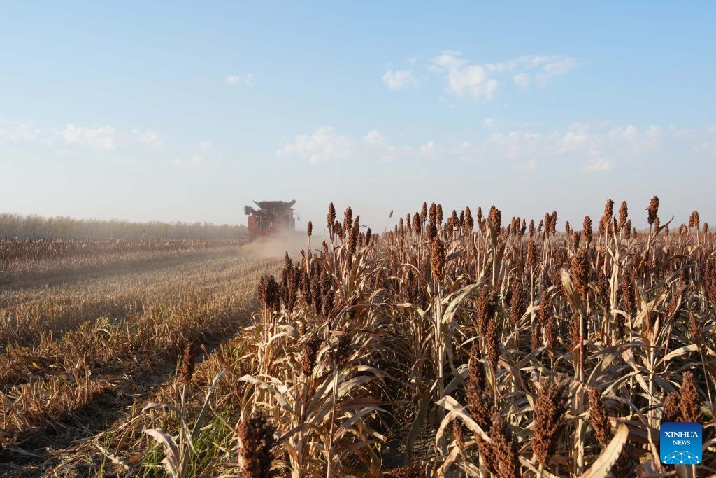 A harvester works in a field of Sifangshan Farm Co., Ltd. of Beidahuang Group in Zhaodong City, northeast China's Heilongjiang Province, Oct. 11, 2025. China's grain barn Heilongjiang has entered the autumn harvest season. As of Oct. 10, Beidahuang Group has harvested 39.6903 million mu (2.65 million hectares), accounting for 84.86 percent of its total. (Photo: Xinhua)