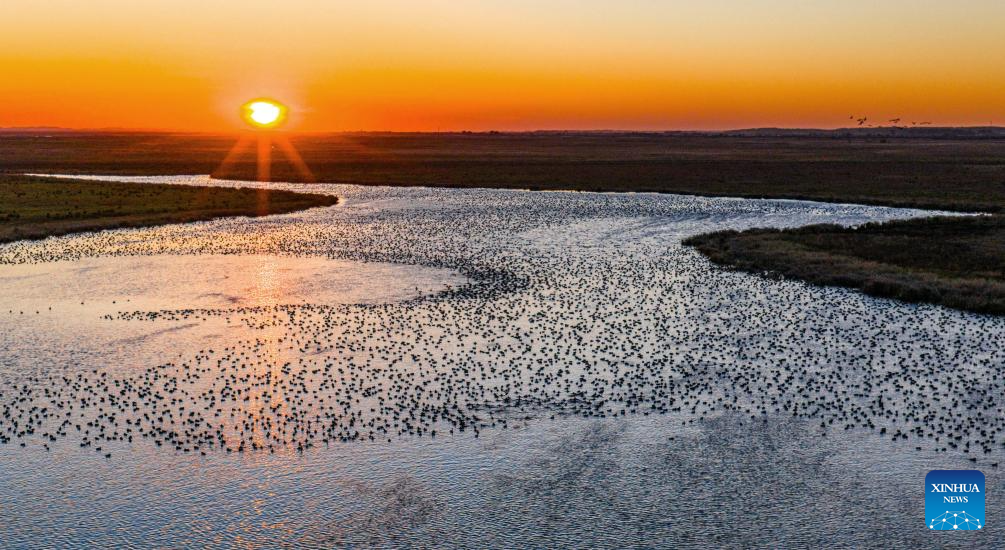 An aerial drone photo taken on Oct. 12, 2025 shows migratory birds at a wetland of Naoli River national natural reserve in northeast China's Heilongjiang Province. Migratory birds are about to fly south in the migratory season in Heilongjiang Province. (Photo by Sheng Jingli/Xinhua)