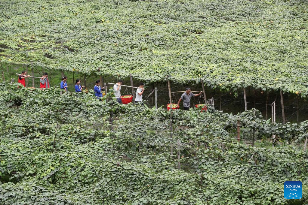 Villagers transport fruit at Zhongcheng Town of Rongjiang County, Qiandongnan Miao and Dong Autonomous Prefecture, southwest China's Guizhou Province, Oct. 14, 2025. (Photo by Li Changhua/Xinhua)