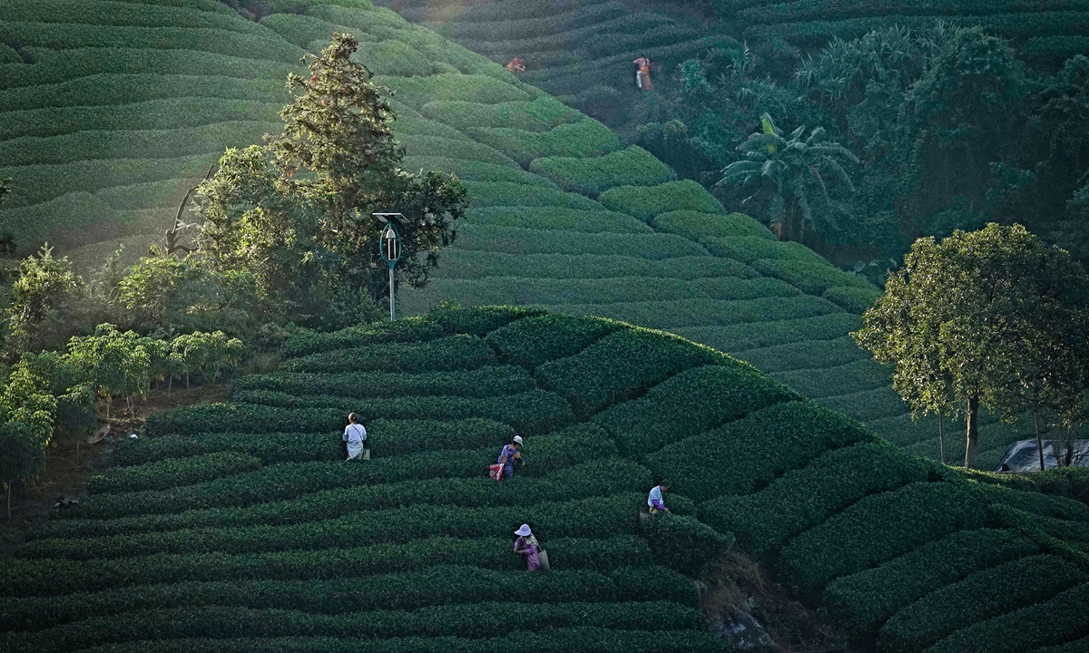 Farmers pick late autumn tea leaves at an ecological tea garden in Zhaoping county, South China's Guangxi Zhuang Autonomous Region on October 15, 2025. In 2024, the county's tea plantations produced 23,200 tons of tea and generated economic output of about 6.8 billion yuan ($953 million), data from agricultural authorities showed. Photo: VCG