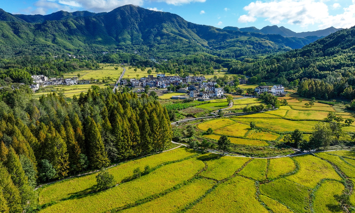 Rice fields are seen thriving in a village in Huangshan, East China's Anhui Province on October 16, 2025. Photo: VCG