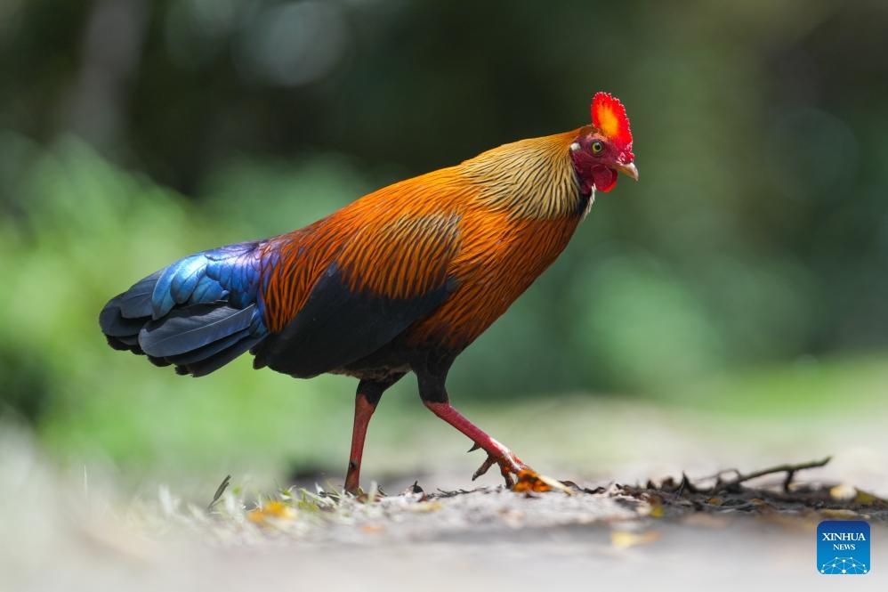 A Sri Lankan junglefowl is pictured at Horton Plains National Park in Nuwara Eliya, Sri Lanka, on Oct. 15, 2025. Horton Plains National Park, located in the central highlands of Sri Lanka at an elevation of over 2,000 meters, is one of the island's highest plateau ecosystems and the source of several major rivers.
Its landscape is a mosaic of cloud forests and montane grasslands, nurturing remarkable biodiversity and home to numerous species found only in Sri Lanka. (Photo by Thilina Kaluthotage/Xinhua)