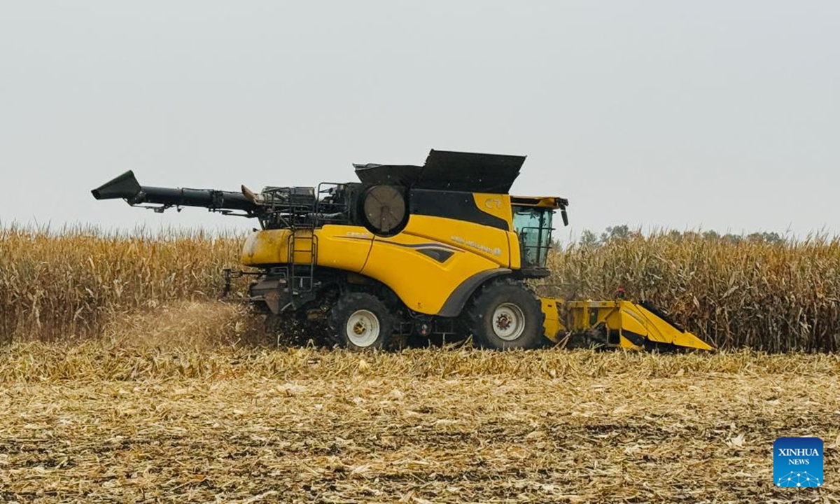 A harvester produced by the Case New Holland (CNH) works in a corn field in Shuangcheng District of Harbin, northeast China's Heilongjiang Province, Oct. 14, 2025. (Xinhua/Sun Xiaoyu)