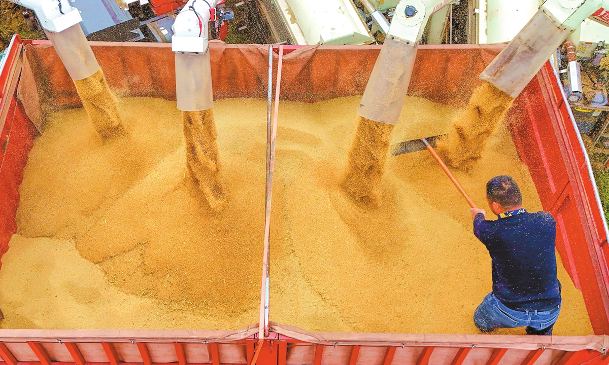 A farmer loads harvested millet into a grain transport truck at a millet planting base in Luying Town, Nanyang City in Central China's Henan Province on October 19, 2025. The latest update from the Ministry of Agriculture and Rural Affairs showed that nearly 70 percent of China's autumn grain has been harvested. Photo: cnsphoto
