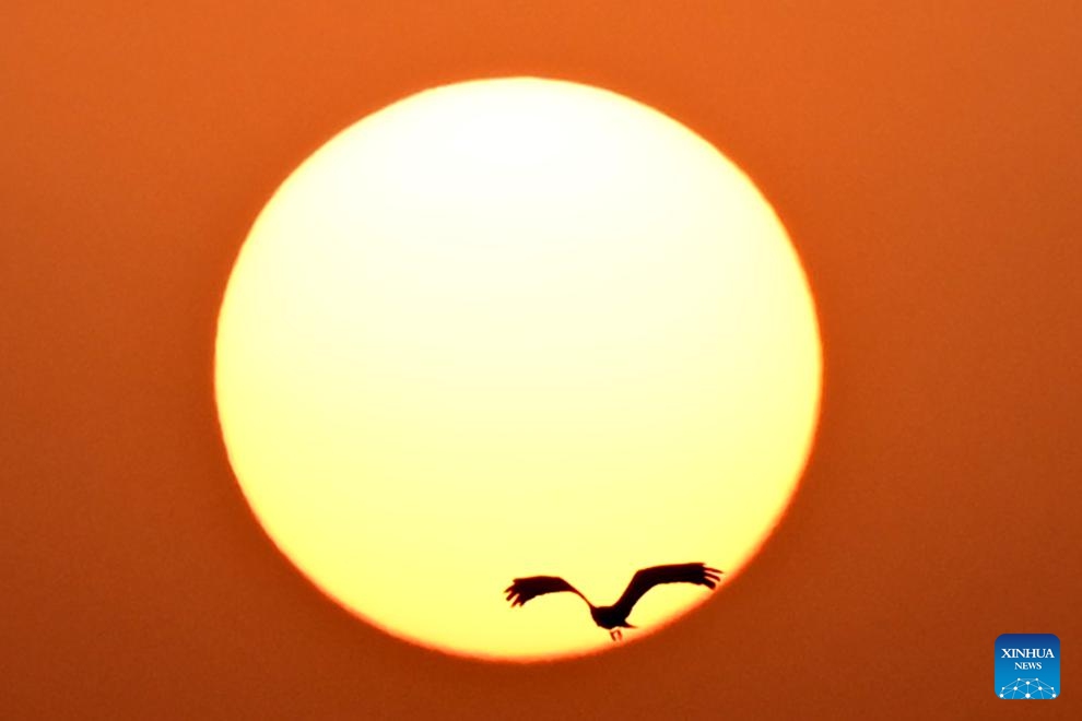 This photo taken on Oct. 19, 2025 shows a bird flying during sunset on the outskirts of Islamabad, capital of Pakistan. (Photo: Xinhua)
