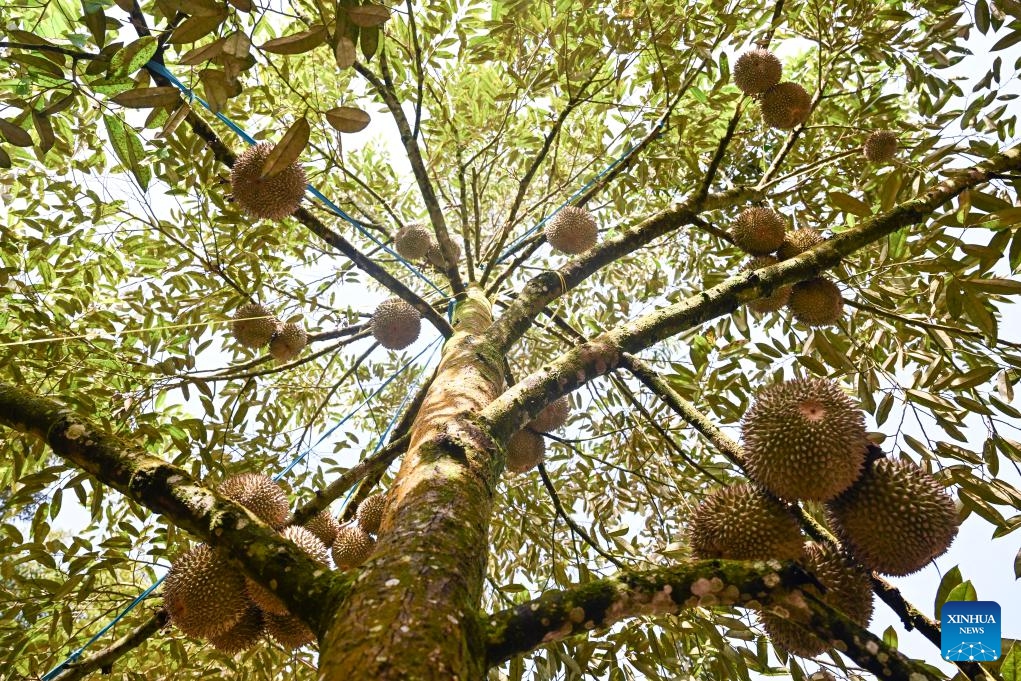 Durians are seen on the tree at a durian orchard in Raub of Pahang state, Malaysia, Oct. 16, 2025. Raub in Pahang state, Malaysia is an important durian-producing region. Due to the unique tropical rainforest climate and soil conditions, premium durian varieties such as Musang King Durian from this area are known for their dense flesh and rich flavor. (Photo: Xinhua)
