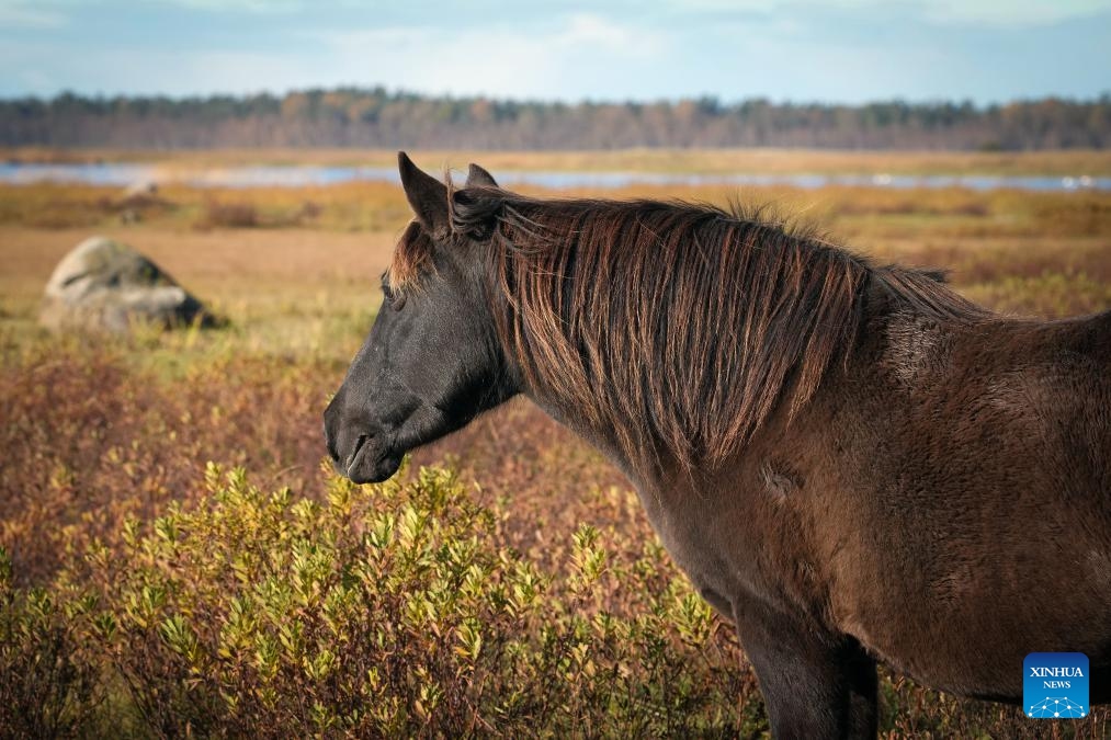 A horse is pictured at a nature park in Engure, at the seashore of the Gulf of Riga, Latvia, Oct. 19, 2025. (Photo: Xinhua)