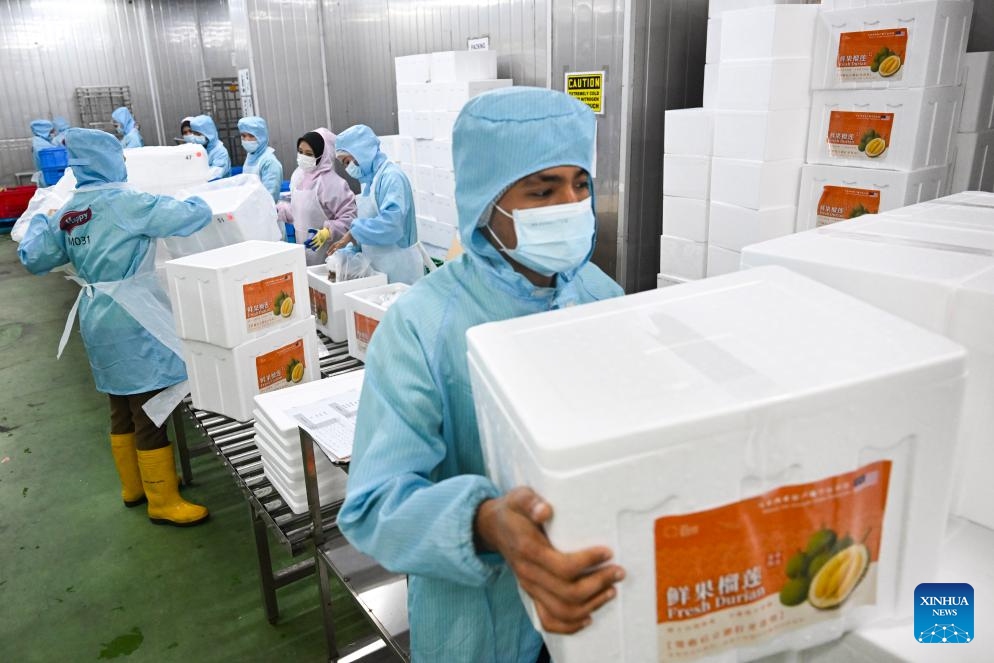 A staff member transfers durians at a durian processing factory in Selangor state, Malaysia, Oct. 16, 2025. Raub in Pahang state, Malaysia is an important durian-producing region. Due to the unique tropical rainforest climate and soil conditions, premium durian varieties such as Musang King Durian from this area are known for their dense flesh and rich flavor. (Photo: Xinhua)