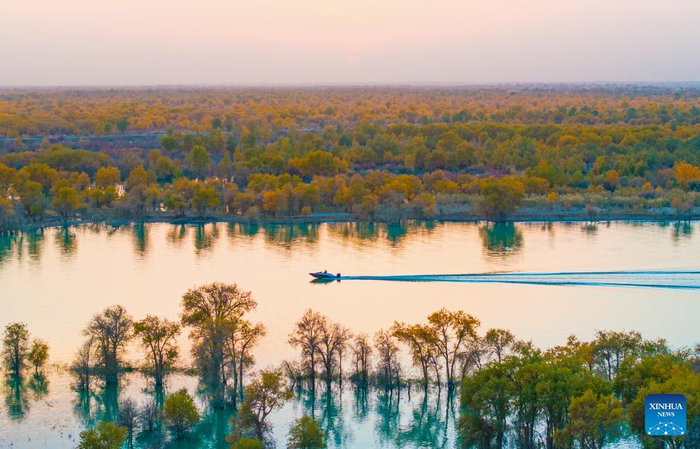 A drone photo taken on Oct. 17, 2025 shows a view of the populus euphratica forests surrounding the Tarim River in Yuli County, Mongolian Autonomous Prefecture of Bayingolin, northwest China's Xinjiang Uygur Autonomous Region. The populus euphratica forests and the Tarim River present a breathtaking autumn scene in the desert, attracting many tourists to Xinjiang. (Photo: Xinhua)