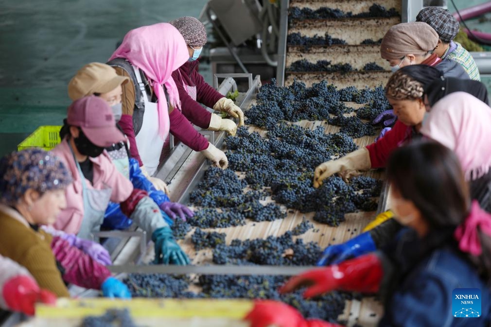 Staff select wine grapes at a winery of Minning Town, Yongning County in Yinchuan, northwest China's Ningxia Hui Autonomous Region, Oct. 14, 2025. (Photo: Xinhua)