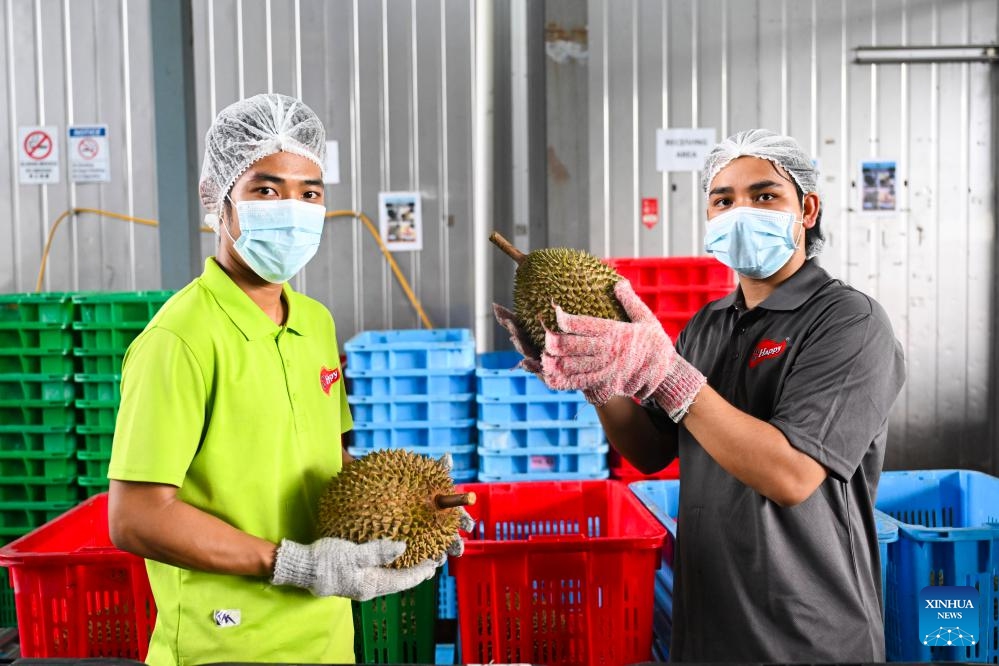 Staff members hold durians at a durian processing factory in Selangor state, Malaysia, Oct. 16, 2025. Raub in Pahang state, Malaysia is an important durian-producing region. Due to the unique tropical rainforest climate and soil conditions, premium durian varieties such as Musang King Durian from this area are known for their dense flesh and rich flavor. (Photo: Xinhua)