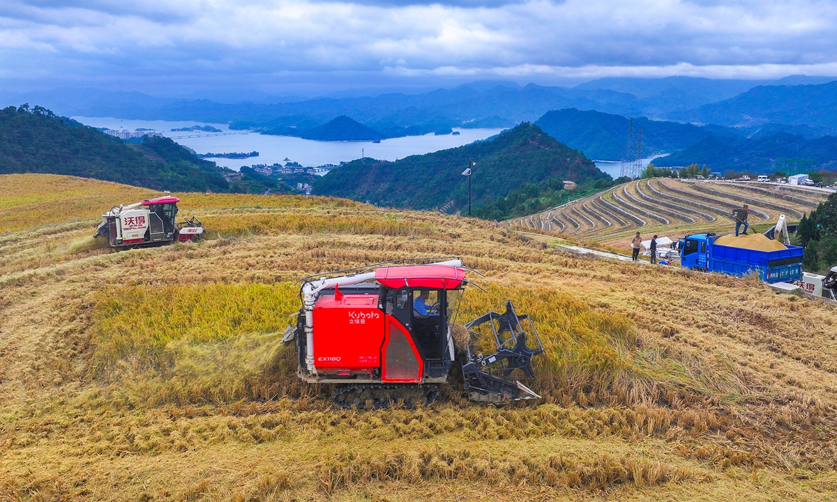 Farmers harvest rice at the high-mountain terraced fields in Hangzhou, East China's Zhejiang Province on October 19, 2025. Photo: VCG