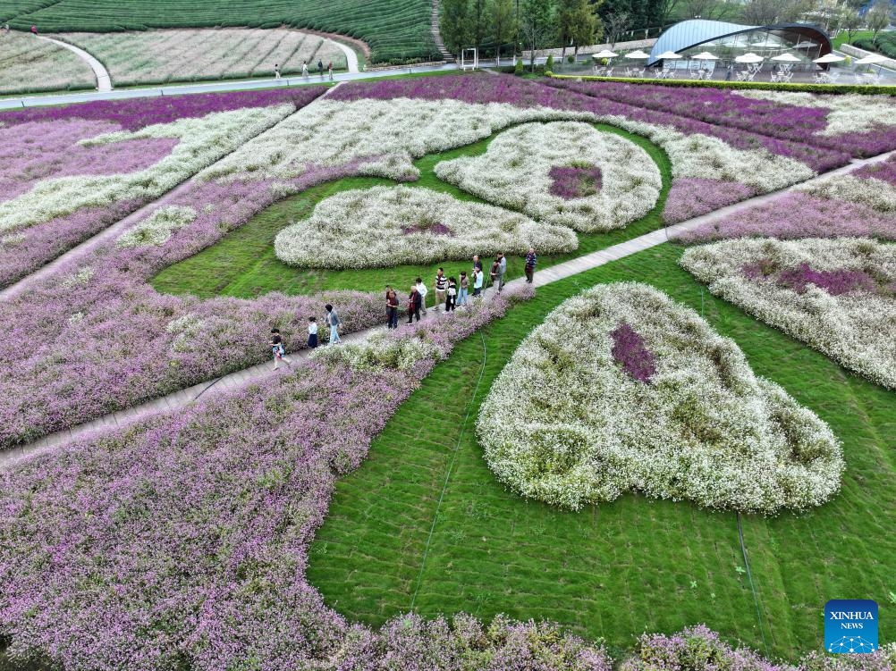 An aerial drone photo taken on Oct. 19, 2025 shows people enjoying the scenery of flower fields in Wuyi County of Jinhua City, east China's Zhejiang Province. People are heading outdoors to enjoy the pleasant autumn days across China. (Photo: Xinhua)