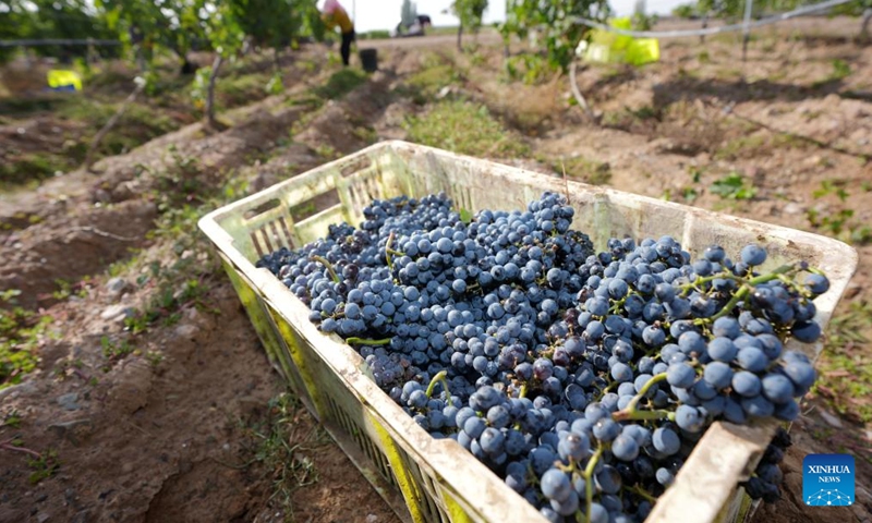 Farmers harvest wine grapes at Minning Town, Yongning County in Yinchuan, northwest China's Ningxia Hui Autonomous Region, Oct. 14, 2025. Nestled at the base of the Helan Mountains, rows of lush vineyards line the Yellow River, showcasing the transformation of Minning Town. Once a small village of a few thousand residents, Minning Town has become a modern township of over 60,000 people, its streets and facilities reflecting decades of targeted poverty alleviation and development. (Photo: Xinhua)