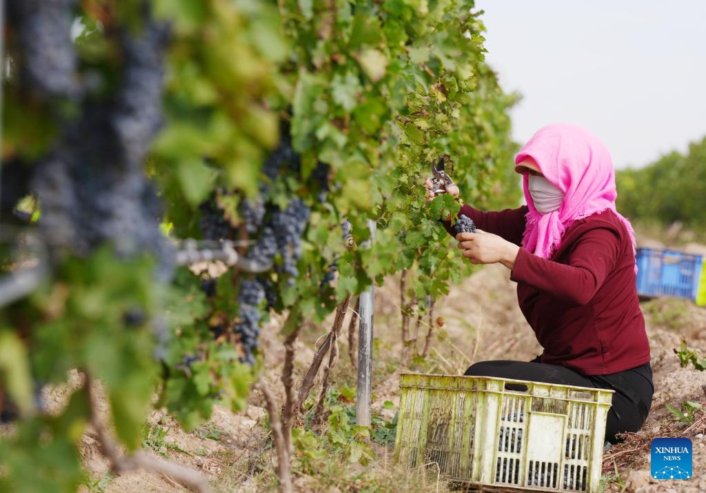 A farmer harvests wine grapes at Minning Town, Yongning County in Yinchuan, northwest China's Ningxia Hui Autonomous Region, Oct. 14, 2025. (Photo: Xinhua)